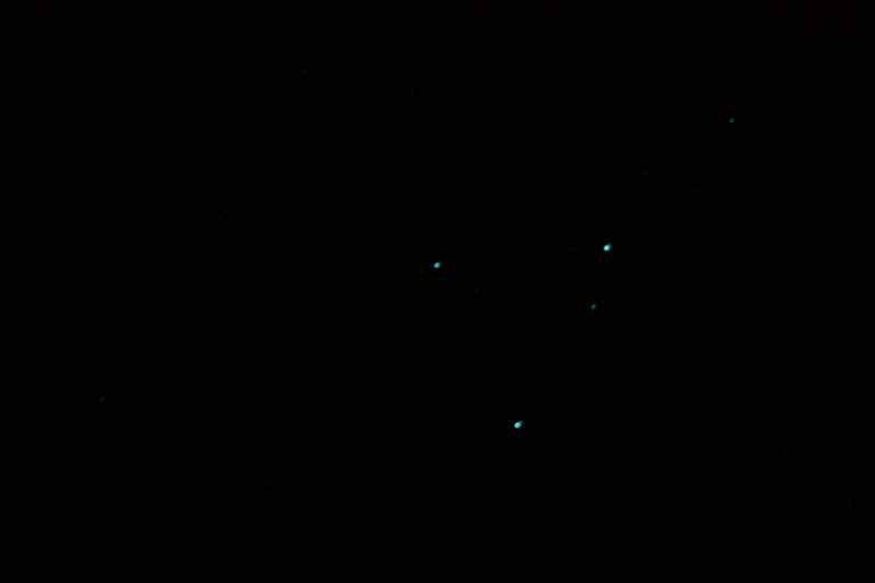 Nieuw-Zeeland 2011 - 1393